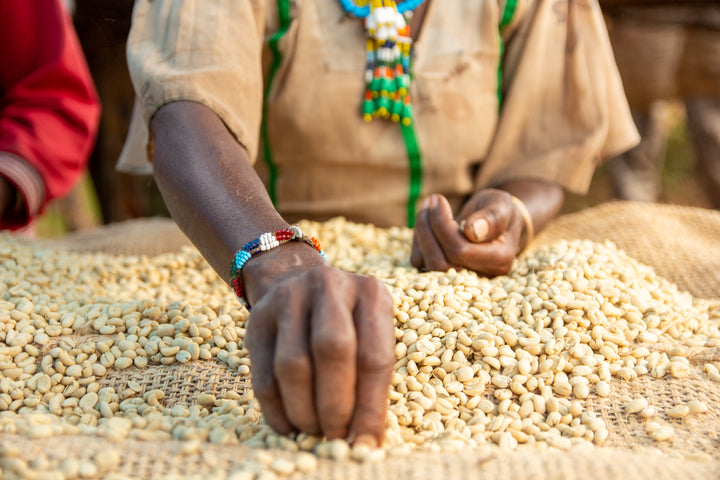 Ethiopia Mulish - Irving Farm New York