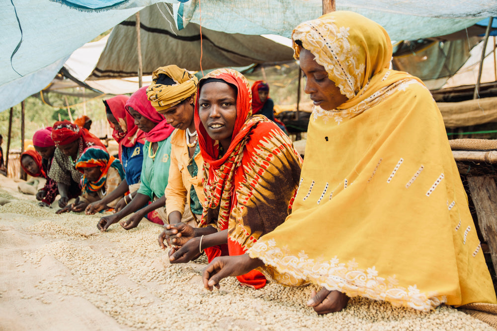 Ethiopia Mulish - Irving Farm New York