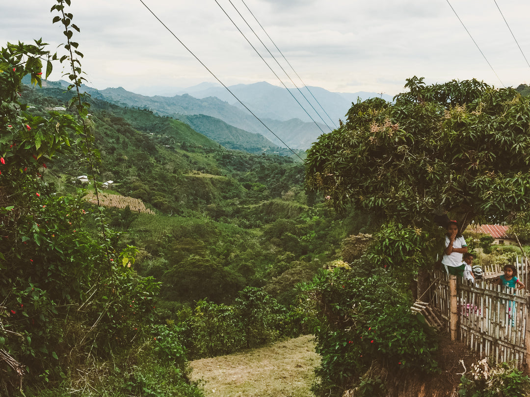 Casso Microlot, Colombia - Irving Farm New York